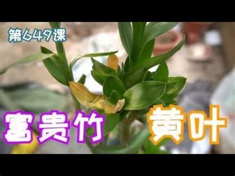 萬年青變黃怎麼辦|萬年青為什麼會變黃？3個原因+解決方法 